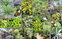 Manufacturers Exporters and Wholesale Suppliers of Ornamental Plants Kolkata West Bengal